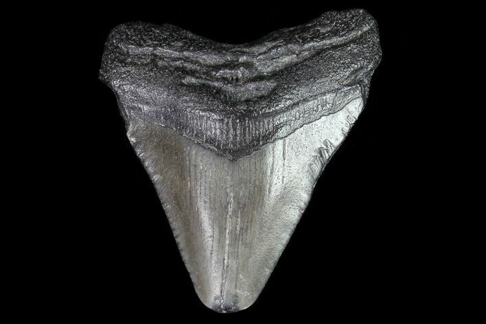 Juvenile Megalodon Tooth - Georgia #75446